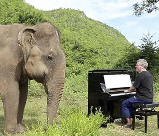 Un pianista toca msica  para calmar elefantes en un santuario de Tailandia.